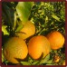 Naranjas de Mesa 7 Kg + Clementinas 3 Kg